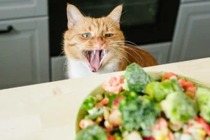 Una revisión de 31 estudios analiza la digestibilidad de las dietas vegetales en perros y gatos