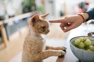 32.000 casos de ingestión de uva confirman lo que sospechaban los veterinarios: el riesgo es mucho mayor en gatos