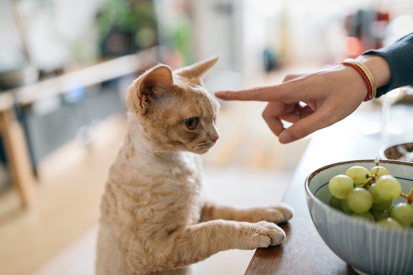 32.000 casos de ingestión de uva confirman lo que sospechaban los veterinarios: el riesgo es mucho mayor en gatos