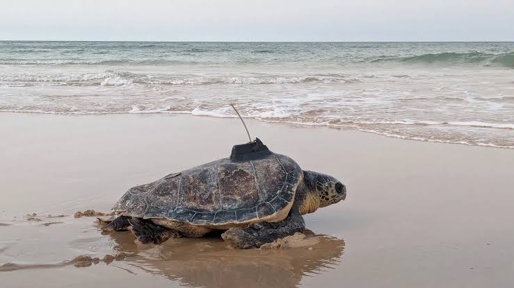 Tortuga boba con emisor satelital devuelta al mar en una playa de Andalucía