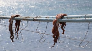 Artes de pesca y captura. Imagen contextual sobre la actuación de Gardacostas contra el furtivismo.