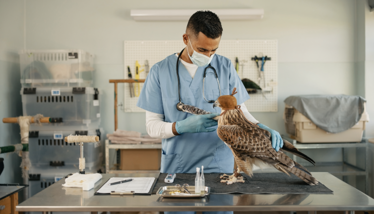 Personal veterinario revisa un ave rapaz en un centro de recuperación de fauna de Sevilla