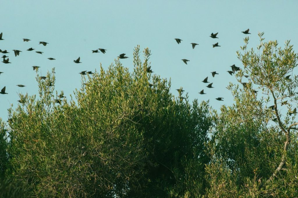 Bandada de aves sobre un olivar, imagen ilustrativa sobre la protección de la avifauna durante la cosecha de aceituna.