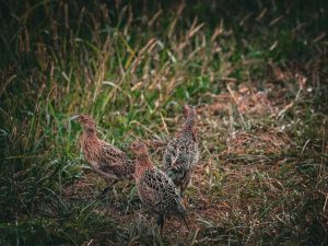 Pequeñas aves terrestres entre vegetación, imagen ilustrativa de la recuperación del torillo andaluz