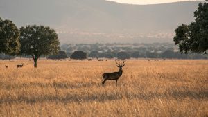 Ciervo en un entorno forestal, imagen contextual para una noticia sobre caza furtiva en León