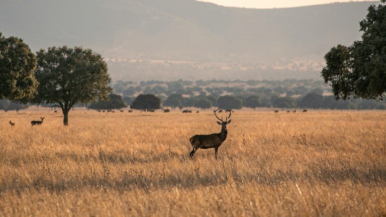 Ciervo en un entorno forestal, imagen contextual para una noticia sobre caza furtiva en León