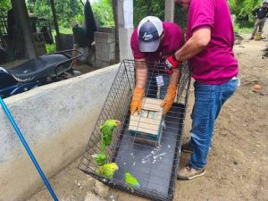 Agentes manipulando una jaula con aves decomisadas durante una actuación contra la captura ilegal de aves protegidas.