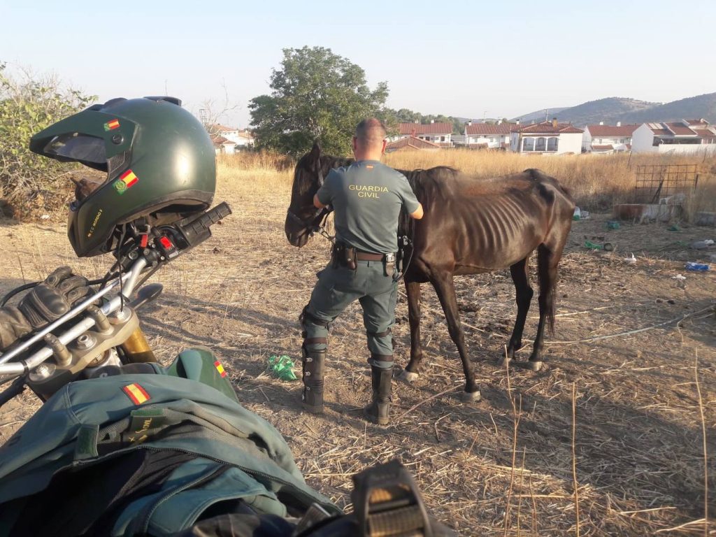 Agente de la Guardia Civil junto a un caballo desnutrido rescatado en Lagunilla del Jubera, La Rioja
