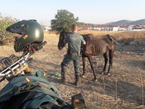 Agente de la Guardia Civil junto a un caballo desnutrido rescatado en Lagunilla del Jubera, La Rioja