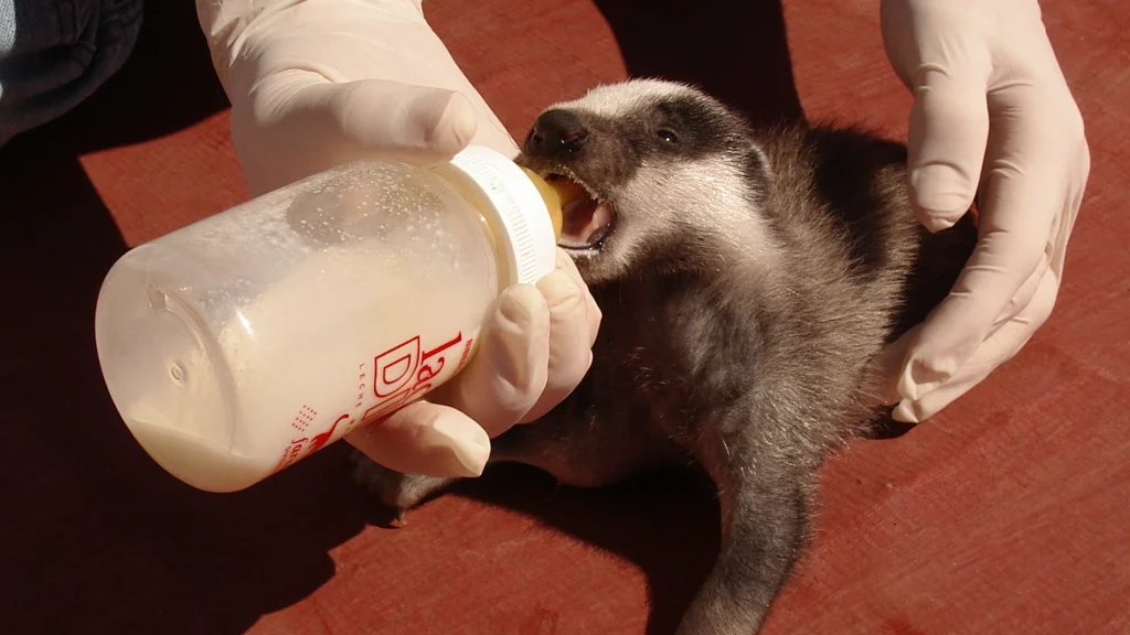 Animal silvestre atendido en el centro de recuperación de fauna El Saler