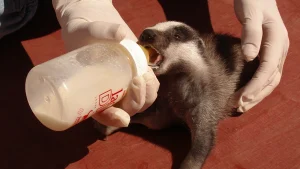 Animal silvestre atendido en el centro de recuperación de fauna El Saler