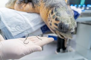 Tortuga marina atendida por la Fundación Oceanogràfic y la UCV tras una obstrucción intestinal