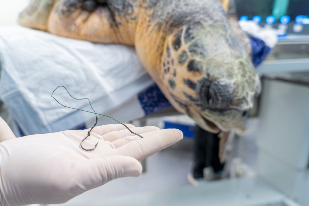 Tortuga marina atendida por la Fundación Oceanogràfic y la UCV tras una obstrucción intestinal