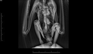 Buitre leonado herido siendo atendido por el equipo veterinario de GREFA tras la extracción quirúrgica de un alambre del aparato digestivo