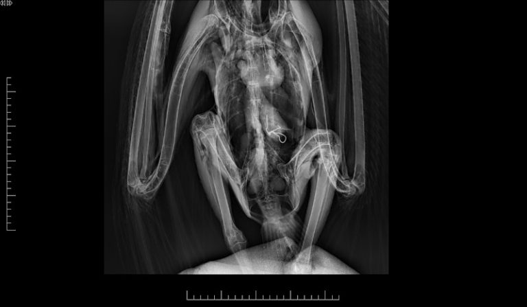 Buitre leonado herido siendo atendido por el equipo veterinario de GREFA tras la extracción quirúrgica de un alambre del aparato digestivo