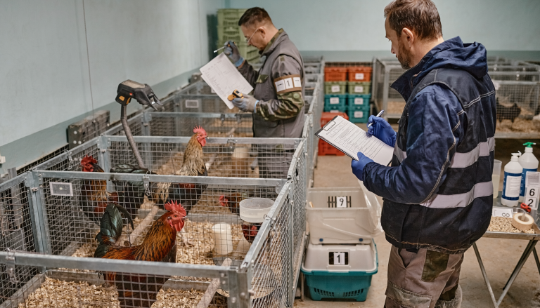 Gallos bajo custodia temporal mientras personal técnico revisa su estado tras una intervención en Torrelavega