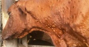 Imagen de vaca afectada