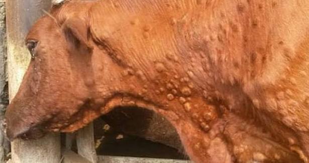 Imagen de vaca afectada