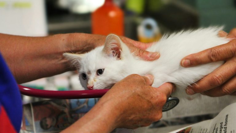 Gato durante una revisión veterinaria, imagen contextual para un estudio sobre síndrome de Marfan felino