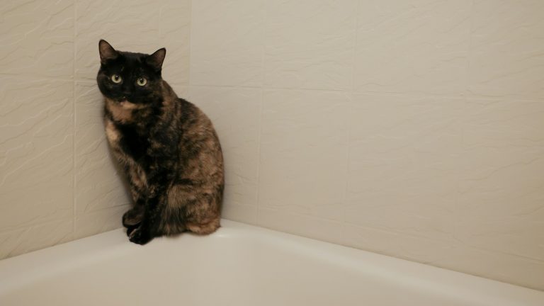Gato en un baño, imagen contextual para una noticia sobre el riesgo del minoxidil en mascotas