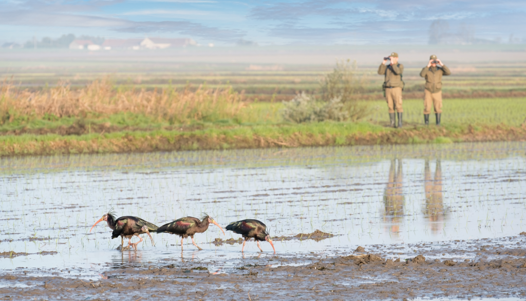 Grupo de ibis eremitas alimentándose en un humedal del Empordà mientras dos técnicos de conservación observan a distancia