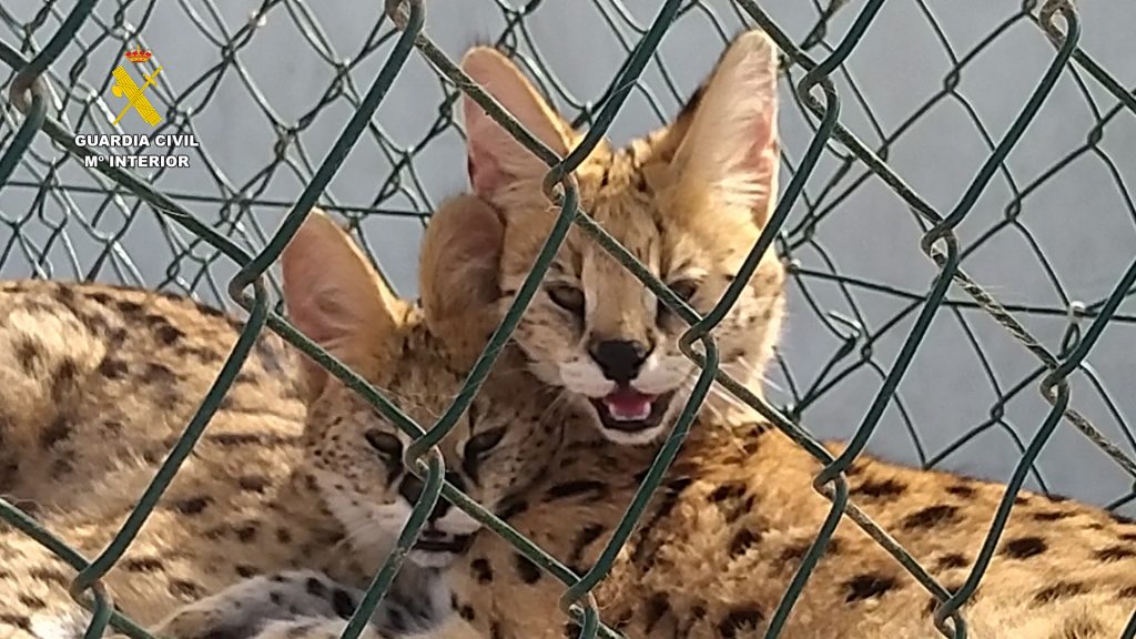 Serval intervenido por la Guardia Civil en Gran Canaria