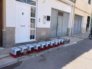 Veterinarios del Colegio de Cádiz aplicando el método CER en una colonia felina en La Línea