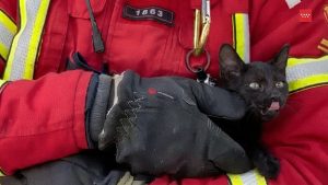 Gatito negro rescatado por los bomberos de El Escorial, sujetado con guantes de protección tras perder una pata en el rescate