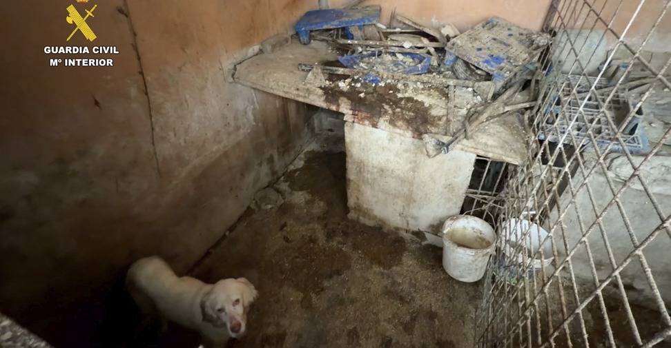 Cachorros intervenidos en la Operación Bibiache en Ávila