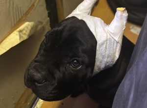 Cachorro con las orejas vendadas tras una amputación estética ilegal, hallado en la operación Goscanc