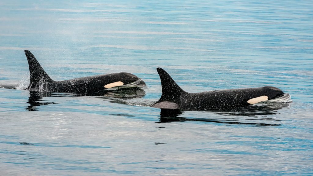 Dos orcas nadando en el mar, imagen contextual sobre cetáceos en cautividad en España