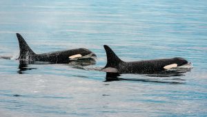 Dos orcas nadando en el mar, imagen contextual sobre cetáceos en cautividad en España