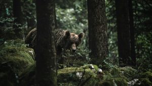 Oso pardo en un entorno forestal, imagen contextual