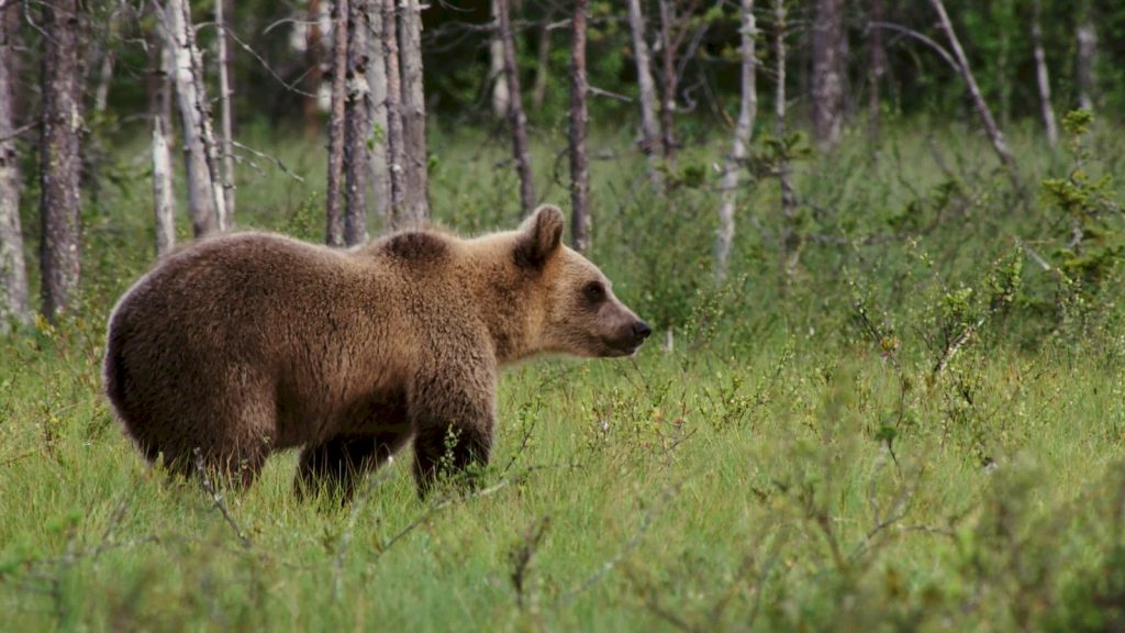 Oso pardo en un entorno forestal, imagen contextual