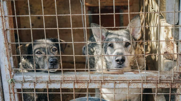 Perros en un refugio de animales, imagen contextual