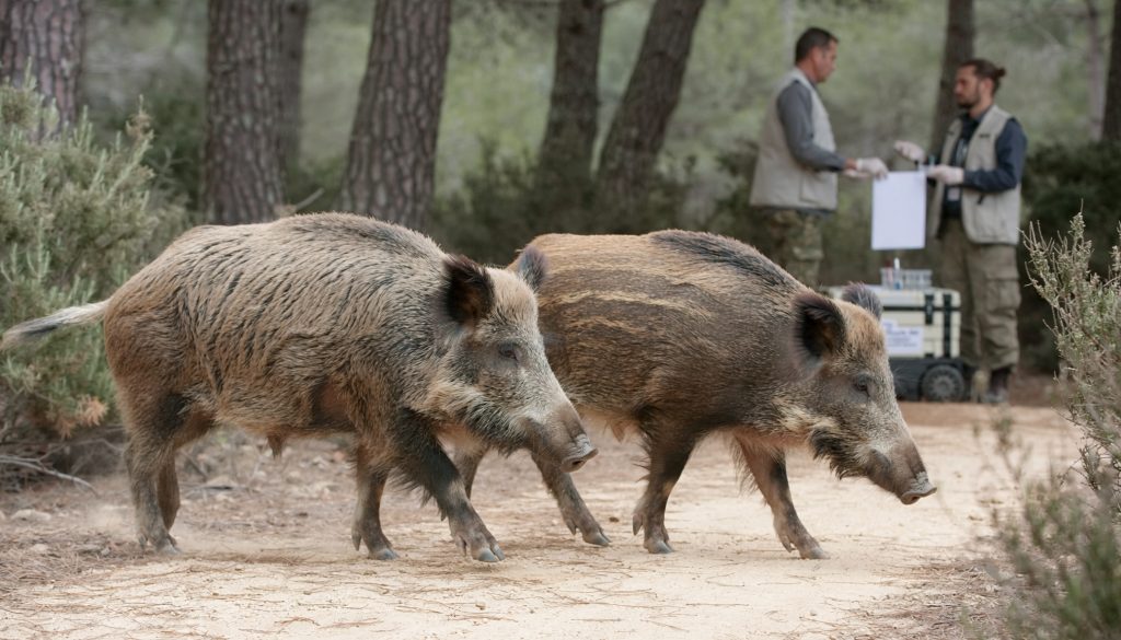 Dos jabalíes vivos en un bosque mediterráneo con personal veterinario de campo al fondo