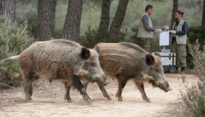 Dos jabalíes vivos en un bosque mediterráneo con personal veterinario de campo al fondo