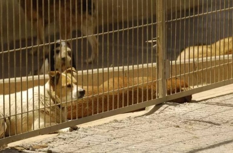 Perros de protectora, abandonados, esperando adopción