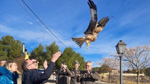 Dos milanos reales volando, imagen editorial sobre la liberación en Albacete