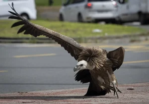 Buitre leonado en una zona urbana, imagen editorial