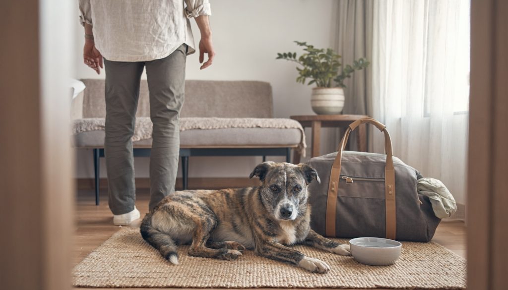 Perro tumbado sobre una alfombra junto a una bolsa de viaje, con una persona sin rostro visible de pie al fondo en una sala de estar, ilustrando el turismo pet friendly.