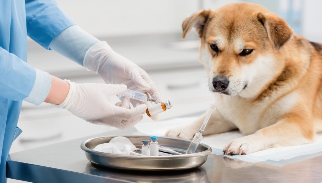 Manos enguantadas de un veterinario preparando una jeringa con medicamento junto a un perro tumbado sobre la mesa de consulta.