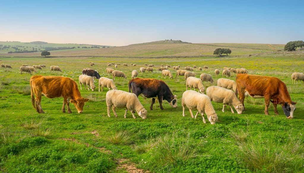 Vacas y ovejas pastando juntas en un prado verde con colinas y árboles al fondo.