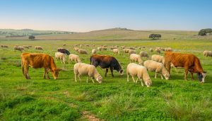 Vacas y ovejas pastando juntas en un prado verde con colinas y árboles al fondo.