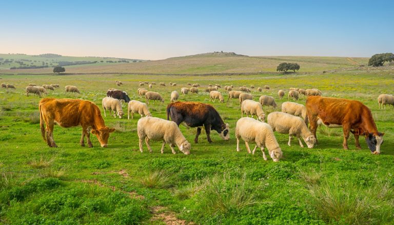 Vacas y ovejas pastando juntas en un prado verde con colinas y árboles al fondo.