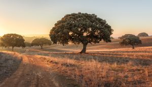 Encinas de una dehesa extremeña iluminadas por la luz del atardecer, con un camino de tierra en primer plano.
