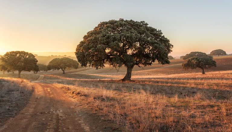 Encinas de una dehesa extremeña iluminadas por la luz del atardecer, con un camino de tierra en primer plano.