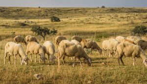 Rebaño de ovejas pastando en un extenso campo de hierba seca con colinas al fondo.
