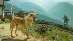 Perro callejero de pie en un pueblo de montaña de Bután, con casas tradicionales, banderas de oración y terrazas de cultivo al fondo.