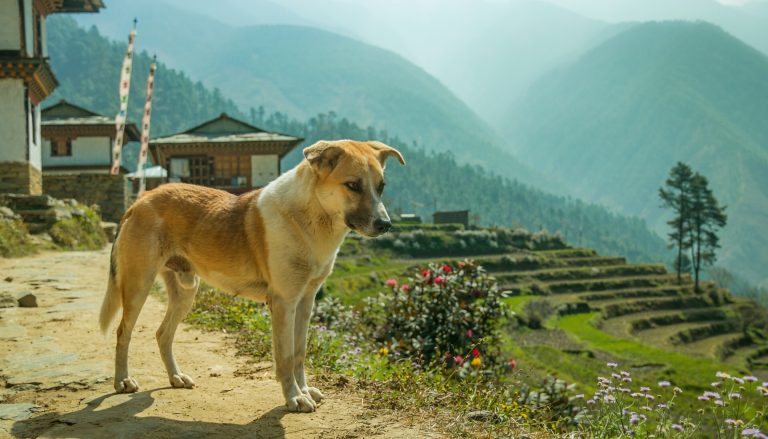 Perro callejero de pie en un pueblo de montaña de Bután, con casas tradicionales, banderas de oración y terrazas de cultivo al fondo.